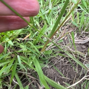 Sporobolus creber at Kangaroo Valley, NSW - suppressed