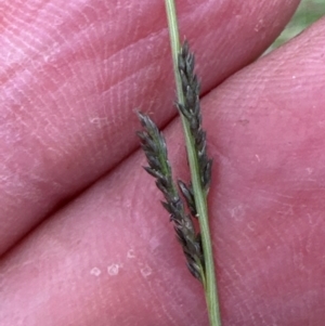 Sporobolus creber at Kangaroo Valley, NSW - suppressed