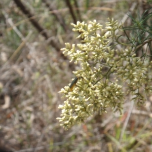 Chauliognathus lugubris at Griffith Woodland (GRW) - 24 Feb 2024