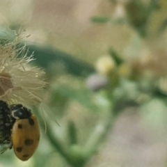 Hippodamia variegata (Spotted Amber Ladybird) at Mount Majura - 26 Feb 2024 by MPW