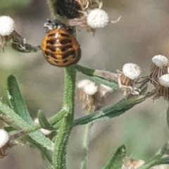 Hippodamia variegata at Mount Majura - 26 Feb 2024