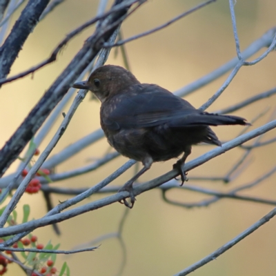 Turdus merula (Eurasian Blackbird) at Tumbarumba, NSW - 24 Feb 2024 by Trevor