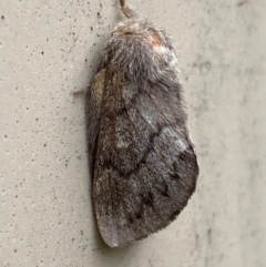 Pernattia pusilla (She-Oak Moth) at Mitchell, ACT - 25 Feb 2024 by SteveBorkowskis