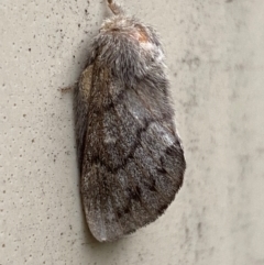 Pernattia pusilla at Mitchell, ACT - 26 Feb 2024 07:34 AM