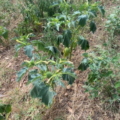 Datura stramonium (Common Thornapple) at Molonglo, ACT - 26 Feb 2024 by SteveBorkowskis