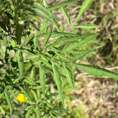 Bidens subalternans (Greater Beggars Ticks) at Molonglo, ACT - 26 Feb 2024 by SteveBorkowskis