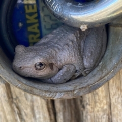 Litoria peronii (Peron's Tree Frog, Emerald Spotted Tree Frog) at Molonglo River Reserve - 26 Feb 2024 by SteveBorkowskis