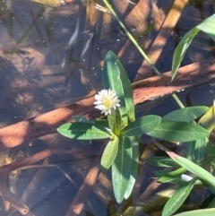 Alternanthera philoxeroides (Alligator Weed) at Lake Burley Griffin West - 25 Feb 2024 by JaneR