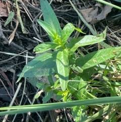 Alternanthera philoxeroides at Lake Burley Griffin West - 25 Feb 2024