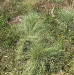 Eragrostis curvula (African Lovegrass) at Mount Majura - 26 Feb 2024 by waltraud