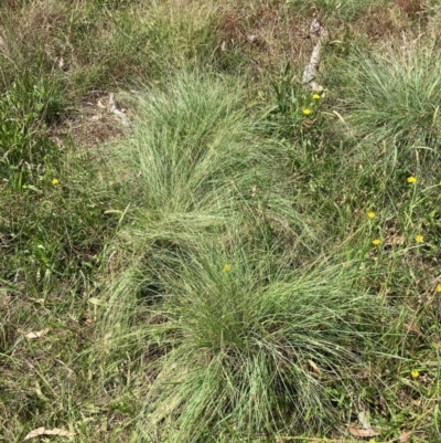 Eragrostis curvula (African Lovegrass) at Mount Majura - 26 Feb 2024 by waltraud
