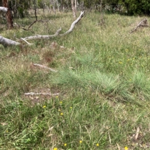 Eragrostis curvula at Mount Majura - 26 Feb 2024 12:02 PM