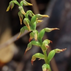 Corunastylis clivicola at Hall, ACT - 18 Feb 2024