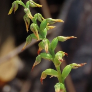 Corunastylis clivicola at Hall, ACT - suppressed