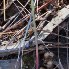 Corunastylis clivicola at Hall, ACT - suppressed