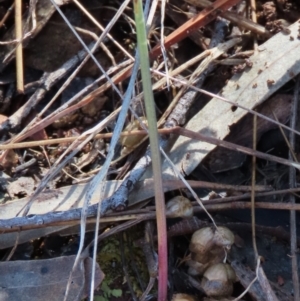 Corunastylis clivicola at Hall, ACT - suppressed