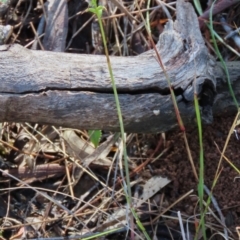 Corunastylis clivicola at Hall, ACT - suppressed