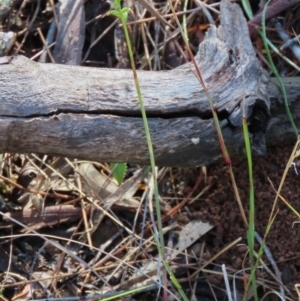 Corunastylis clivicola at Hall, ACT - 18 Feb 2024