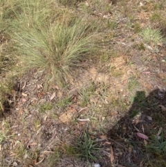 Eragrostis curvula (African Lovegrass) at Mount Majura - 26 Feb 2024 by waltraud