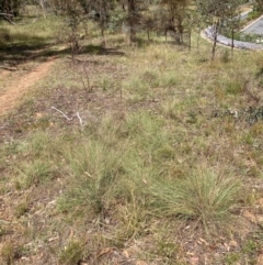 Eragrostis curvula at Mount Majura - 26 Feb 2024 12:15 PM