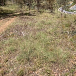 Eragrostis curvula at Mount Majura - 26 Feb 2024 12:15 PM