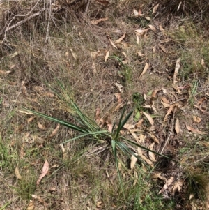 Dianella sp. aff. longifolia (Benambra) at Mount Majura - 26 Feb 2024