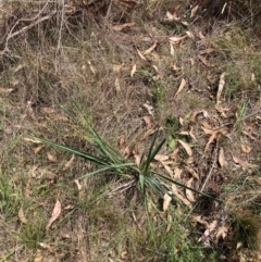 Dianella sp. aff. longifolia (Benambra) (Pale Flax Lily, Blue Flax Lily) at Mount Majura - 26 Feb 2024 by waltraud