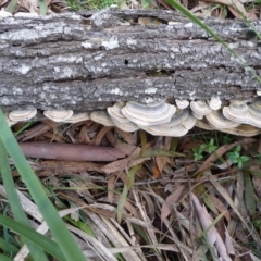 Trametes versicolor (Turkey Tail) at Charleys Forest, NSW - 18 Aug 2020 by arjay