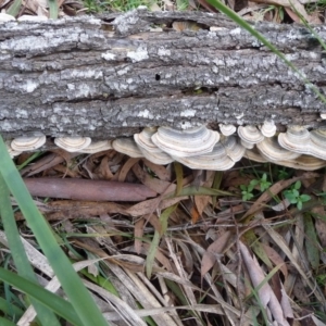 Trametes versicolor at QPRC LGA - 18 Aug 2020