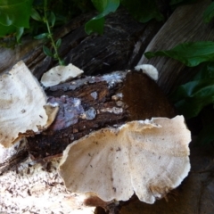 Trametes sp. at Charleys Forest, NSW - 14 Apr 2020 by arjay