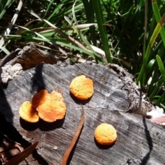 Trametes (old Pycnoporus sp.) (Scarlet Bracket) at Charleys Forest, NSW - 11 Apr 2020 by arjay