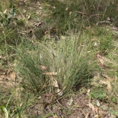 Poa sieberiana (Poa Tussock) at Mount Majura - 26 Feb 2024 by waltraud