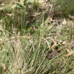 Poa sieberiana at Mount Majura - 26 Feb 2024