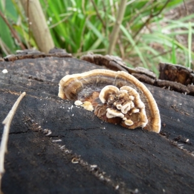 Trametes sp. at QPRC LGA - 27 Mar 2020 by arjay