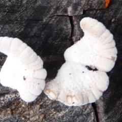 Schizophyllum commune (Split Gill Fungus) at Charleys Forest, NSW - 27 Mar 2020 by arjay