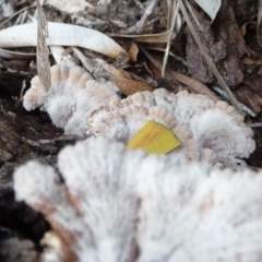 Schizophyllum commune at QPRC LGA - suppressed