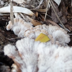 Schizophyllum commune at QPRC LGA - suppressed