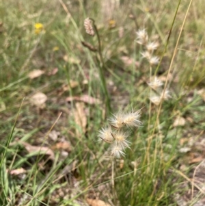 Rytidosperma sp. at Mount Majura - 26 Feb 2024