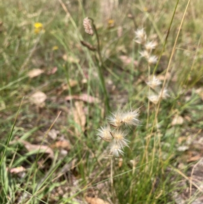 Rytidosperma (genus) (Wallaby Grass) at Mount Majura - 26 Feb 2024 by waltraud