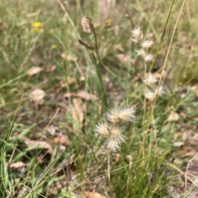 Rytidosperma sp. (Wallaby Grass) at Mount Majura - 26 Feb 2024 by waltraud