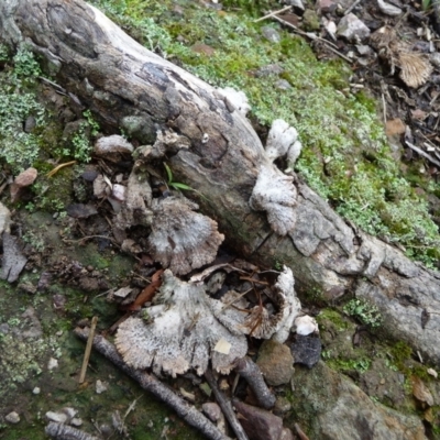 Schizophyllum commune (Split Gill Fungus) at Mongarlowe River - 27 Mar 2020 by arjay