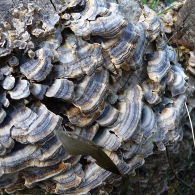 Trametes sp. at Charleys Forest, NSW - 20 Sep 2014 by arjay