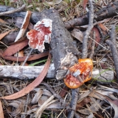 Unidentified Shelf-like to hoof-like & usually on wood at Charleys Forest, NSW - 26 Jan 2014 by arjay