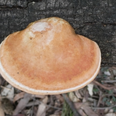 Unverified Shelf-like to hoof-like & usually on wood at  - suppressed by arjay