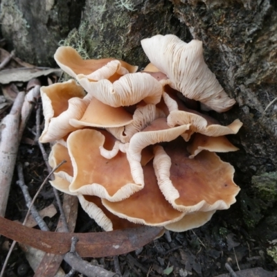 Rhodocollybia sp. at Charleys Forest, NSW - 1 Jul 2021 by arjay