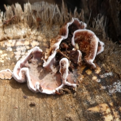 Xylobolus illudens (Purplish Stereum) at Charleys Forest, NSW - 12 May 2021 by arjay