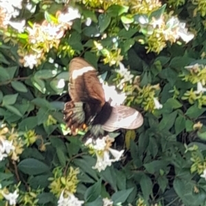 Papilio aegeus at Australian National University - 26 Feb 2024