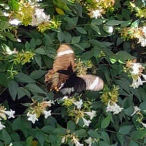 Papilio aegeus at Australian National University - 26 Feb 2024 01:07 PM