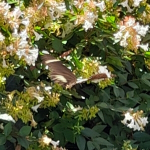 Papilio aegeus at Australian National University - 26 Feb 2024