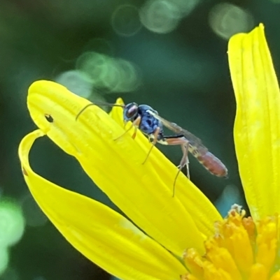 Ichneumonoidea (Superfamily) (A species of parasitic wasp) at Theodore, ACT - 26 Feb 2024 by Cardy